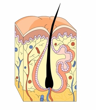 Study Hair and Scalp Anatomy and disorders for the Barbering State Board Exam - Interactive Online